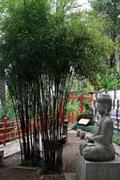 black bamboo